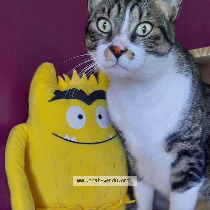 Photo 1/2 Kiwi Chat lost in Saint benoist sur mer