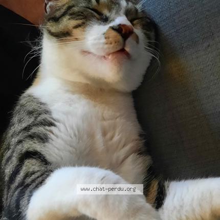 Photo 2/2 Kiwi Chat lost in Saint benoist sur mer