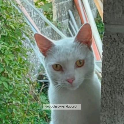 Photo 1/1 Coco Chat lost in Boussu bois