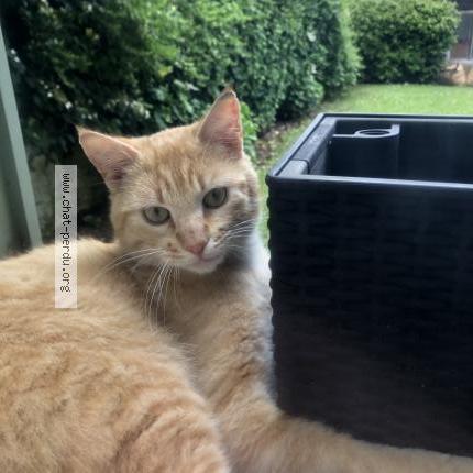 Photo 1/1 Simba Chat lost in Le chesnay