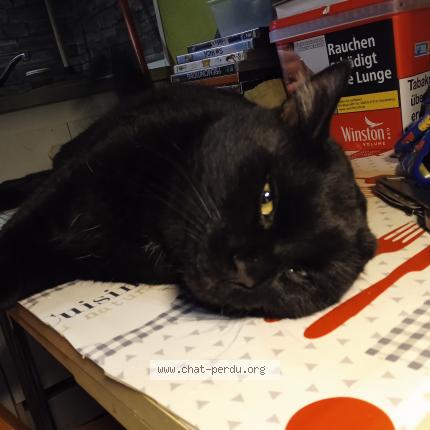 Photo 1/1 Pupuce Chat lost in Wittenheim