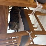 Picture of cat lost at Gudmont Villiers