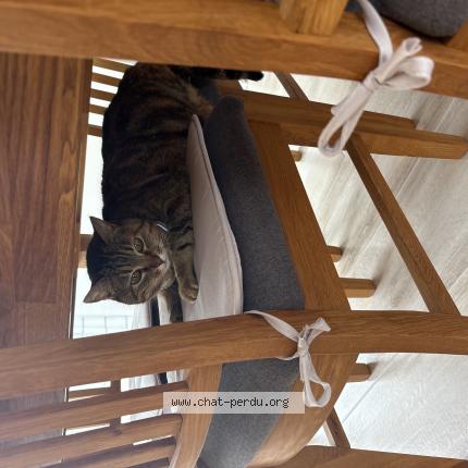 Photo 1/1 Milka Chat lost in Gudmont villiers