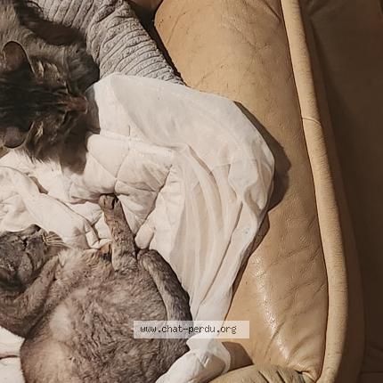 Photo 1/1 Found cat Found in Brehan