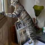 Picture of cat lost at Jussy