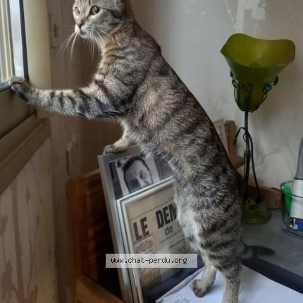 Photo 1/1 Edith Chat lost in Jussy