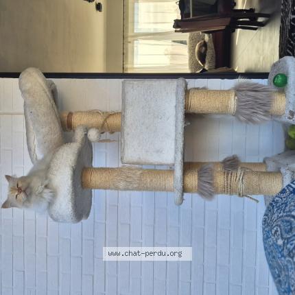 Foto 1/1 Kat teruggevonden Vermist in Huldenberg