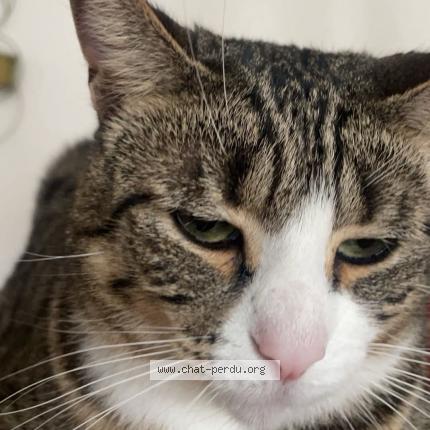 Photo 1/1 Rubis Chat lost in Mureaumont