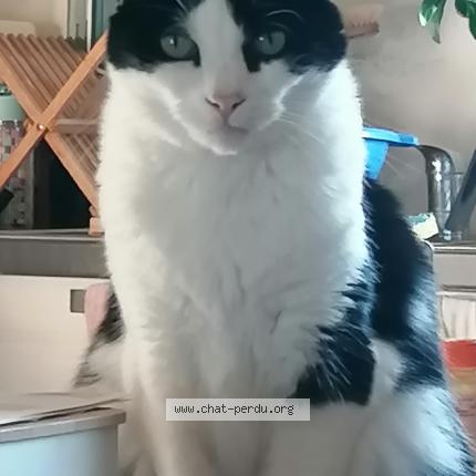 Photo 1/1 MARLUS Chat lost in Verdun