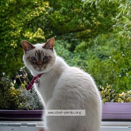 Foto van vermiste kat in Liege