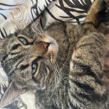 Picture of cat lost at St Laurent Des Vignes