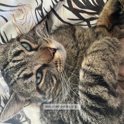 Photo 1/1 Stromae Chat lost in St laurent des vignes