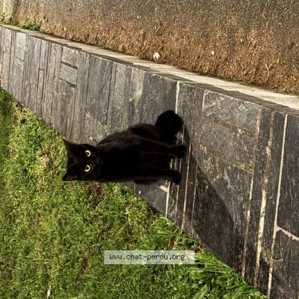 Photo 1/1 Cat reunited Found in Trelaze