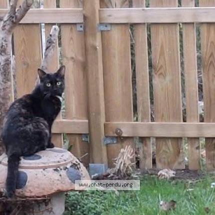 Foto van vermiste kat in Liege