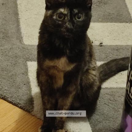 Photo 1/1 Tina Chat lost in Vaulx en velin