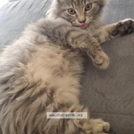 Photo 1/1 Yuki Chat lost in Saint andre de la roche