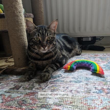 Photo 1/1 Lobo Chat lost in Couddes