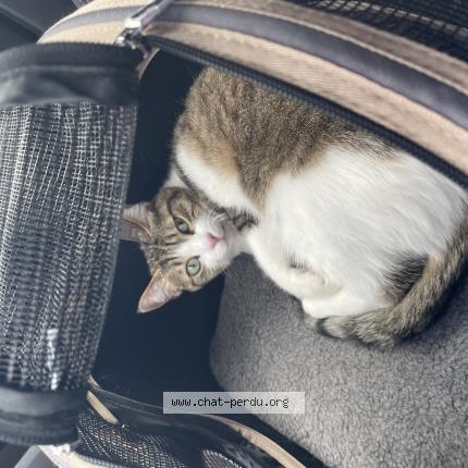 Photo 1/1 Siggy Chat lost in Luce