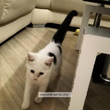 Photo 1/1 Shadow Chat lost in Mazeres lezons