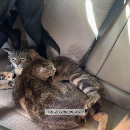 Photo 1/1 Osiris Chat lost in Draguignan