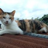 Picture of cat lost at Amiens