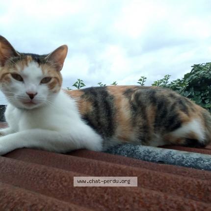 Photo 1/1 Naya Chat lost in Amiens