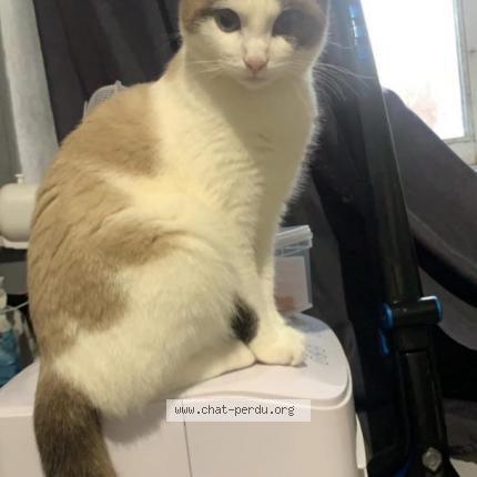 Photo 1/2 Princesse Chat lost in Lille