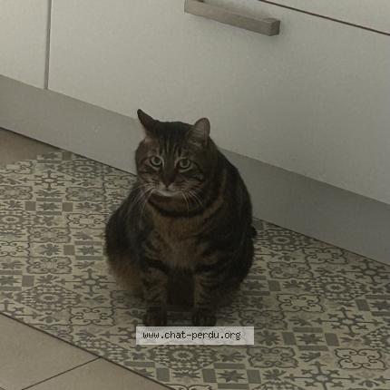 Photo 1/1 Donut Chat lost in Chateau thierry