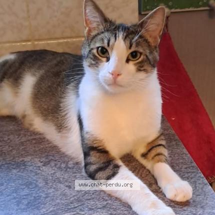 Photo 1/1 TOMMY Chat lost in Hatten