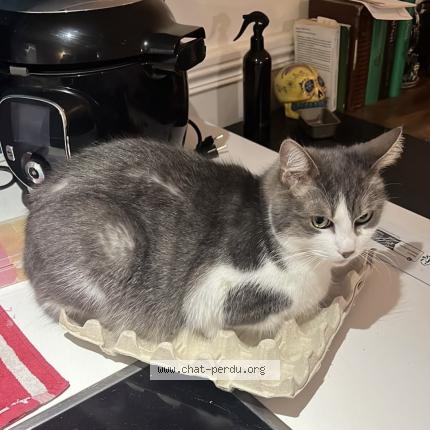 Photo 1/1 Absinthe Chat lost in Saint germain en laye