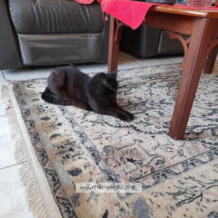 Photo 1/1 Joyce Chat lost in Dottignies