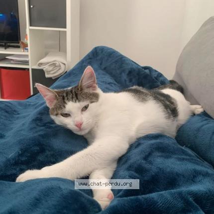 Photo 1/1 Storm Chat lost in Argentre