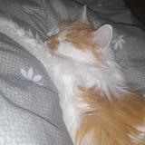 Picture of cat lost at St Chamond