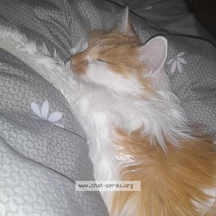 Photo 1/1 Nanoucha Chat lost in St chamond