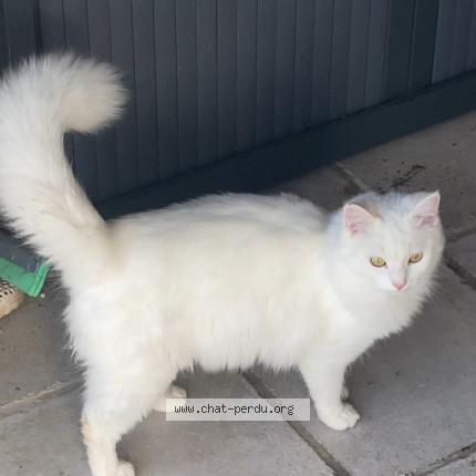 Photo 1/1 Nuage Chat lost in Objat