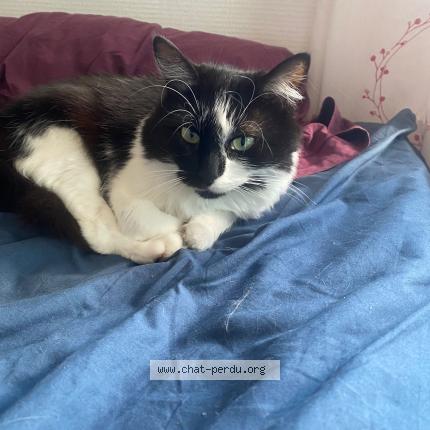 Photo 1/1 Montagna Chat lost in Villiers saint frederic