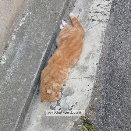 Photo 1/1 Found cat Found in Rieux minervois