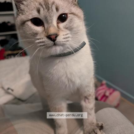 Photo 1/1 Suzanne Peltier Chat lost in 22600 loudeac