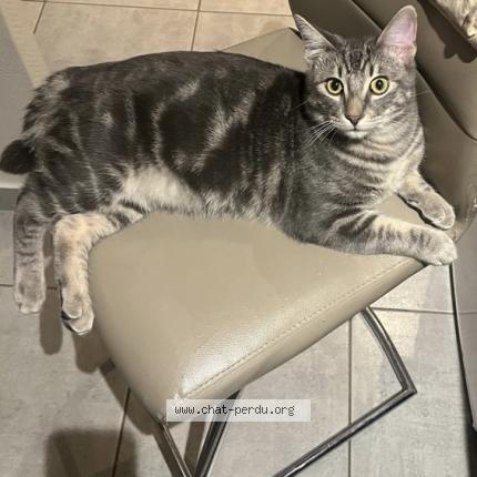 Photo 1/1 chanel Chat lost in Valence