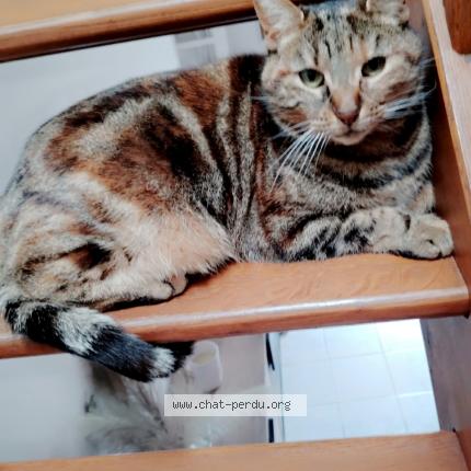 Photo 1/1 Tigresse Chat lost in Damigny