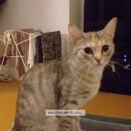 Photo 1/1 Sya Chat lost in Lyon