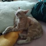 Picture of cat lost at La Suze Sur Sarthe