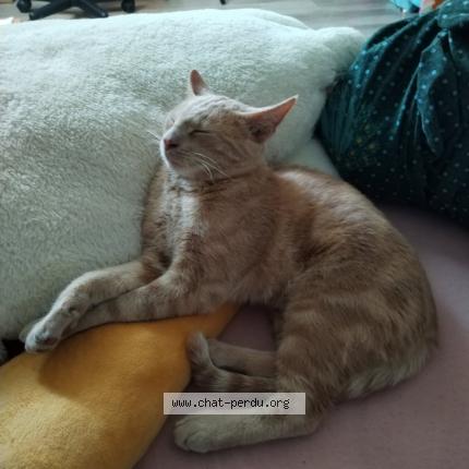 Photo 1/3 Choopa Chat lost in La suze sur sarthe