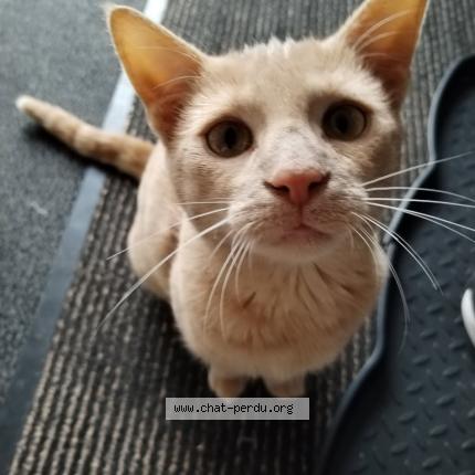 Photo 2/3 Choopa Chat lost in La suze sur sarthe