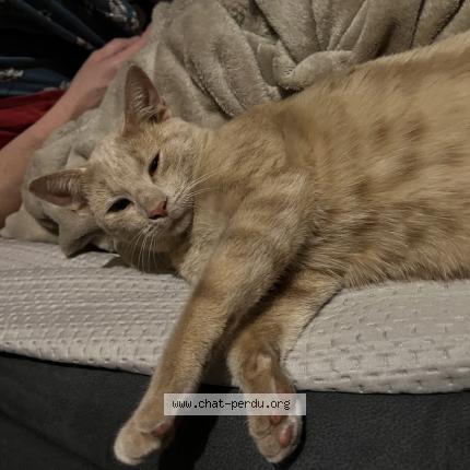 Photo 3/3 Choopa Chat lost in La suze sur sarthe