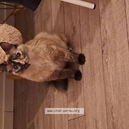 Photo 1/1 Found cat Found in Nort sur erdre