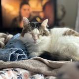 Picture of cat lost at Messery