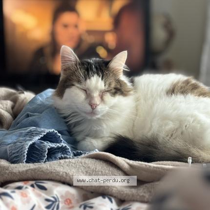 Photo 1/1 Romeo Chat lost in Messery