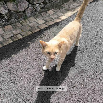 Photo 1/1 Found cat Found in Dremil lafage