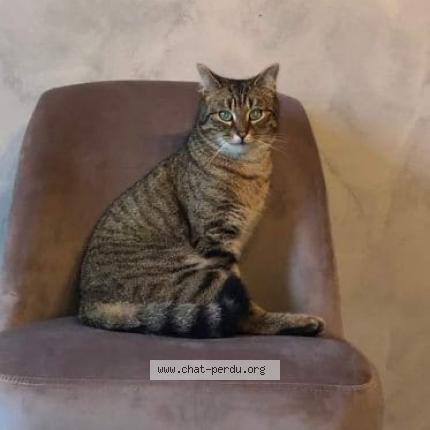 Photo 1/1 Pims Chat lost in La vieille loye